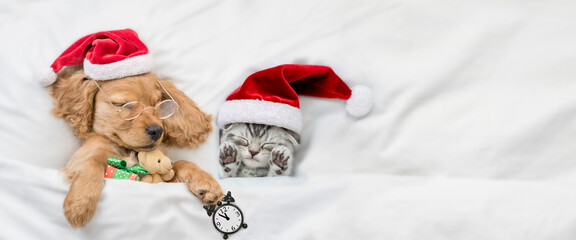 English Cocker spaniel puppy sleeps with funny tiny kitten. Pets wearing santa hats sleep together...