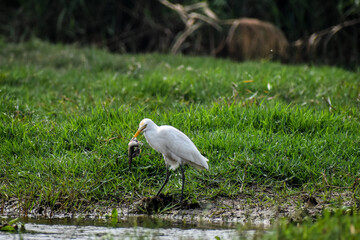 Cattle Egret hunting and eating fish by a greenfield 