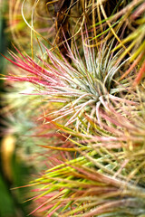Daniel Stowe Botanical Garden