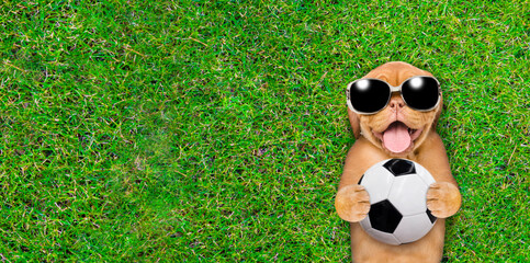 Happy mastiff puppy wearing sunglasses holds a soccer ball on green summer grass. Empty space for...