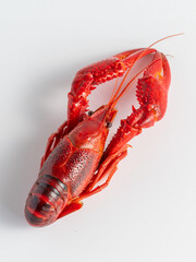 Closeup of red crayfish detail