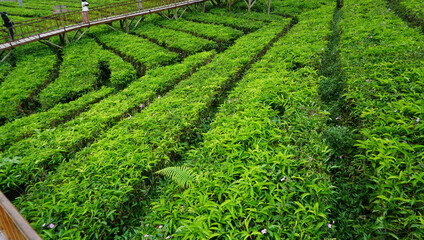 green tea fields in Bumiayu, Central java - Indonesia          