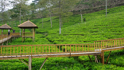 Fototapeta na wymiar green tea fields in Bumiayu, Central java - Indonesia 