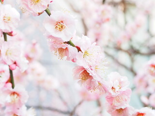 Gentle and cute pink plum blossoms