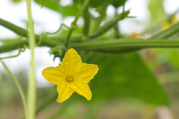 cucumber on tree in farm for harvest