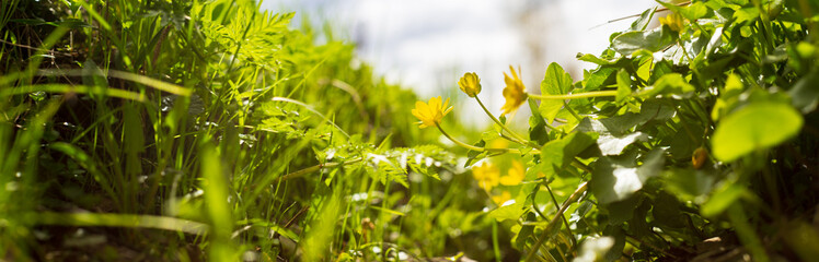 Panoramic banner background with a close up wildflowers in meadow field. Beautiful natural countryside landscape. Selective focusing on foreground with strong blurry background