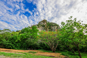 The close-up natural background of green rice fields, behind a large mountain and mist flowing...