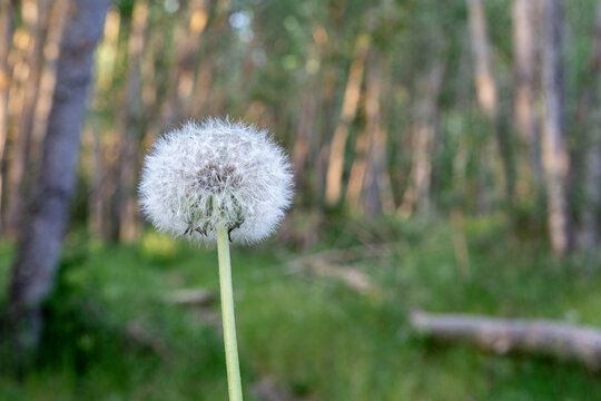 Receptacle with all the cypselas of the Dandelion or Bitter Chicory, in the forest. Taraxacum officinale.