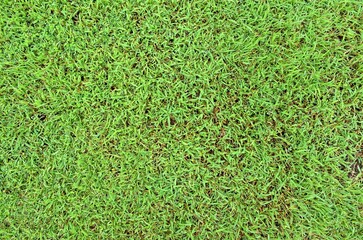 green grass background