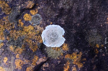 lichen on a rock