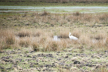 Fototapeta na wymiar white heron by the stream in a meadow on the darss. The bird is hunting. Wildlife