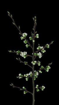 Time lapse of blooming plum tree branch, vertical