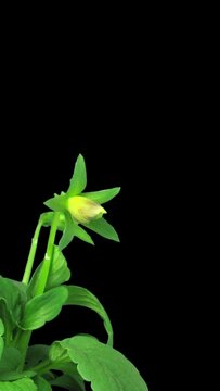 Time lapse of growing and opening violet flower