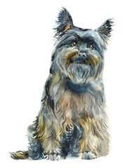 Cairn Terrier dog. Portrait dog. Watercolor hand drawn illustration