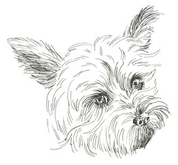 Cairn Terrier dog. Portrait dog. Wite and black graphic. Hand drawn illustration