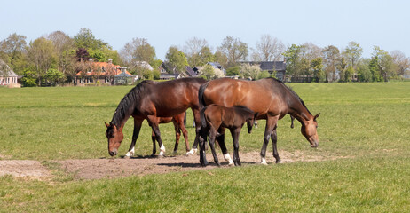 Many horses and its foal in a meadow