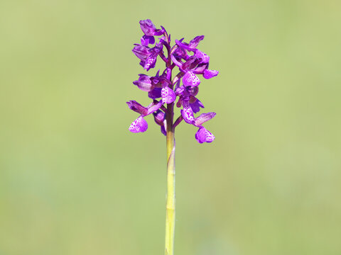 Purple flower of the green-winged orchid, Anacamptis morio
