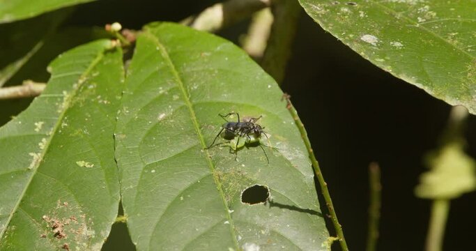 Spider wasp with a green insect kill on a leaf in the Peruvian rainforest