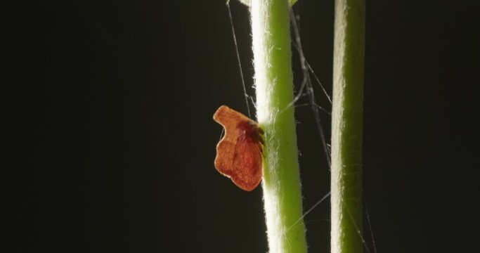 Beautiful Orange colour treehopper sits on a green stem ,static shot