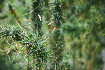 Fototapeta na wymiar cannabis buds/plant cannabis, Marijuana flowers. Growing cannabis
