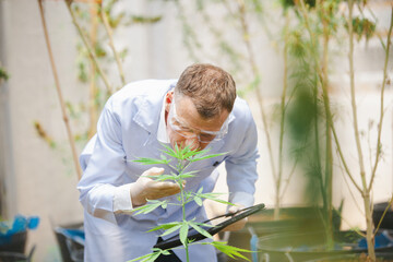 scientist with glasses and gloves checking hemp plants in. Concept of herbal alternative medicine, A male scientist in a cannabis field examines plants and flowers, 