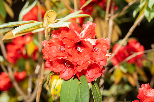 Rhododendron ochraceum