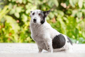 Fototapeta premium Portrait of a black and white small cute dog sitting on the pavement, lush greens behind her.