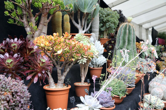 Wonderfully detailed and brightly colored cactus plants with spikes and flowers