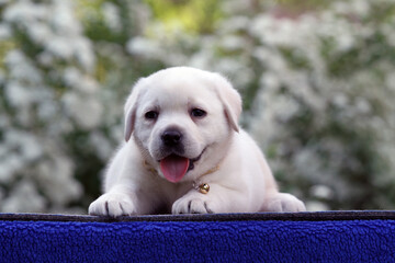 a nice yellow labrador puppy on the blue background