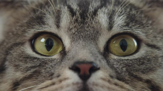 Super close-up of a cat's face, she looks with big eyes and squints them a little, her nose is constantly sniffing the air
