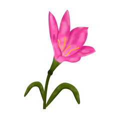 Watercolor lily flower illustration pink flower isolated in white background