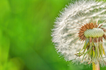 Closeup of a dandelion with copy space