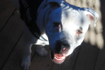 Nice and strong white american staffordshire terrier in nature, white dog in the field, happy amstaff face portrait