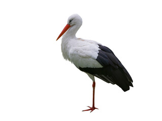 stork stands on one leg isolated on white background