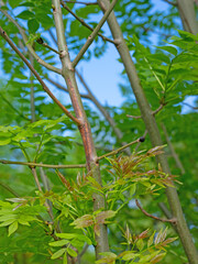 Blätter der Gemeinen Esche, Fraxinus excelsior, im Frühling