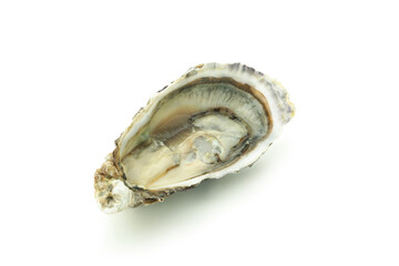 Concept of seafood, oyster isolated on white background