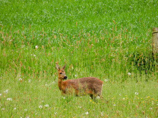 roe deer in the grass