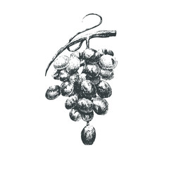Illustration with grapes. Vector.  - 505112127