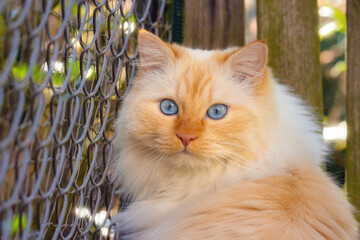 Fototapeta premium Fluffy flame-point cat with big blue eyes sitting in front of a wire-mesh fence