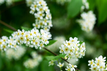 Branches of flowering bird cherry trees in close-up. white Prunus padus flowers with green foliage on a bokeh background. Spring blooming	