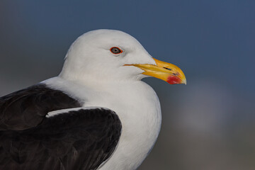 Kelp Gull - Tsitsikamma National Park - South Africa