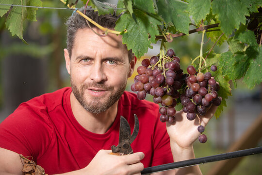 Farmer Cutting Grapes In The Vineyard. Man Picking Wine Grapes On Vine In Vineyard. Harvest Of Grapes. Fields Vineyards Ripen Grapes For Wine.