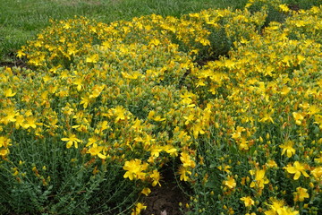 A lot of yellow flowers of St. John's wort in June