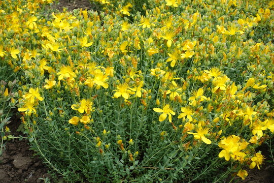 Numerous yellow flowers of St. John's wort in June