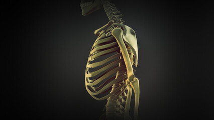 Rib cage bone joints anatomy	