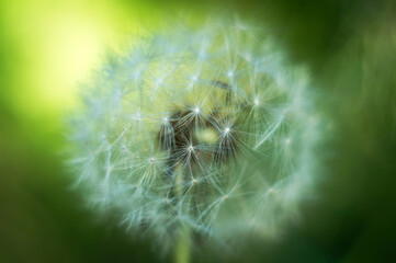 Faded fluffy dandelion on a blurred yellow-green background
