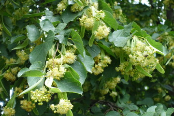 Leaves and flowers of linden tree in June