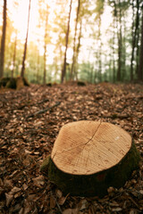 Macro shot of a tree trunk in the forest. Closeup of a stump