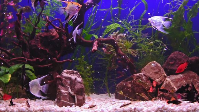 Beautiful freshwater aquarium with green plants and many fish over blue background. Slow motion footage. Freshwater aquarium with a large flock of scalars . Beautiful aquarium landscape 