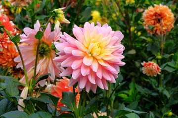 Pink Dahilia in gardening nursery. Natural blooming background. Water pipe flower. Close up.